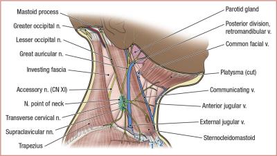 thumbs/Lateral Cervical Region.jpeg.jpg